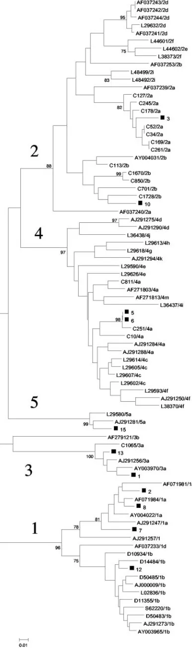 FIG. 1. Phylogenetic analysis of the NS5b sequences of the samplescontaining HCV strains included in the panel (excluding those artiﬁ-