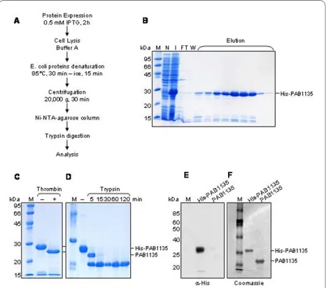 Figure 1 Purification of PAB1135affinity chromatography in Ni-NTA column. (. (A) Scheme of the protein expres-sion and purification method used