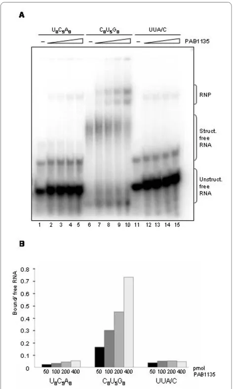 Figure 3 Analysis of PAB1135 interaction with 21-mer RNA oligo-nucleotides in vitro. (A) Electrophoretic mobility shift assays with dif-ferent radiolabeled RNA probes incubated with increasing amounts of purified protein