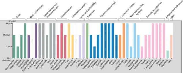 Figure 1. Relative levels of CD73 protein expression across human organ systems and  tissues