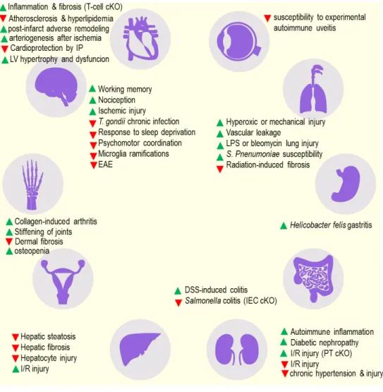 Figure 2. Reported phenotypes of the CD73 knockout mice.  Unless otherwise specified, all  studies utilized the whole body knockout model