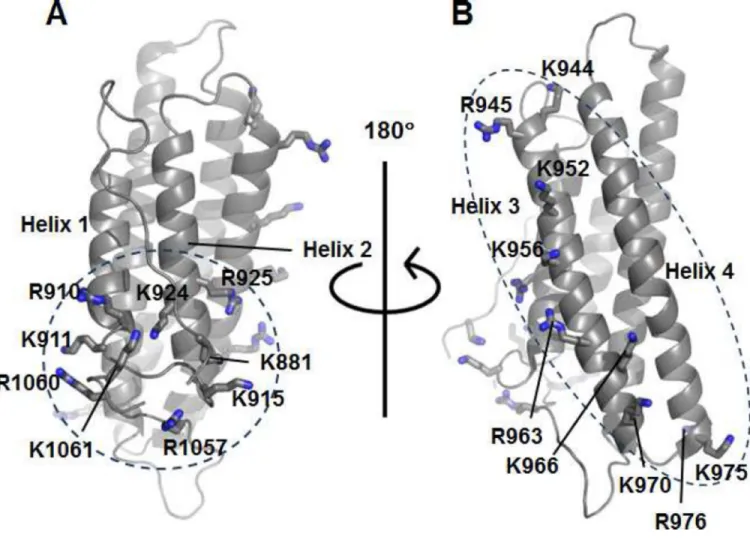 Figure 1. Vt contains two basic regions predicted to bind PIP 2