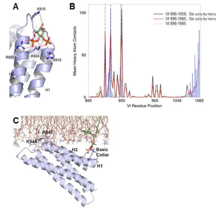 Figure 2. Simulations of PIP 2 -mediated Vt membrane association identify distinct roles for the  basic collar and basic ladder