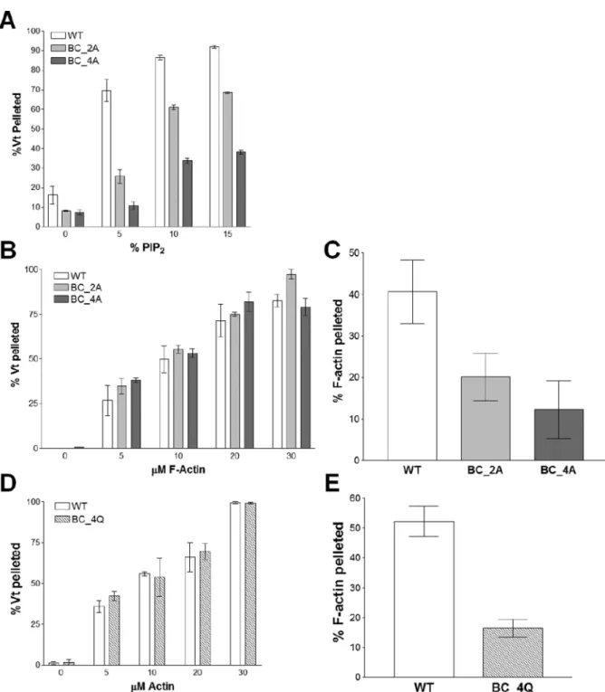 Figure 5. Mutations within the Vt basic collar disrupt PIP 2  binding and F-actin crosslinking (A) Liposome co-sedimentation assay