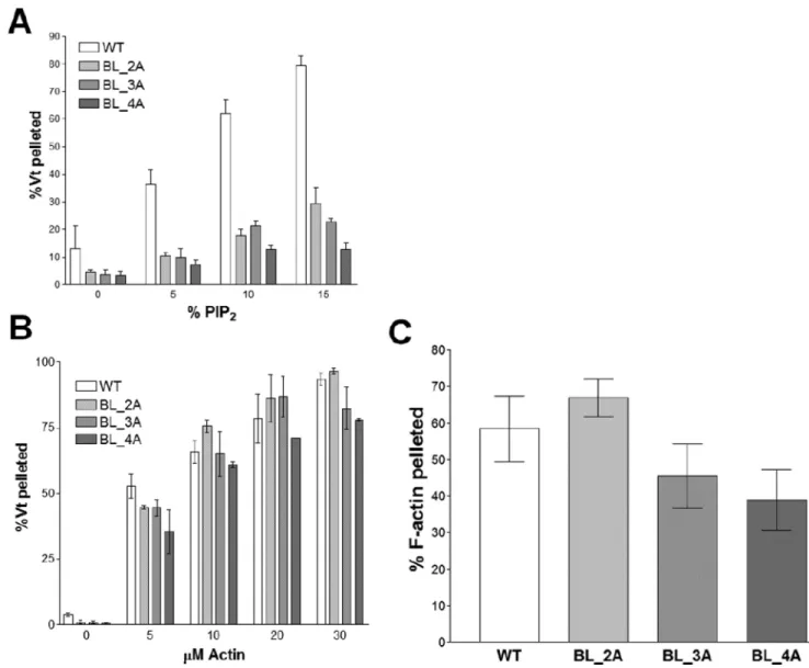 Figure 6. Mutations to the basic ladder disrupt PIP 2  binding but do not significantly impair F- F-actin binding or crosslinking