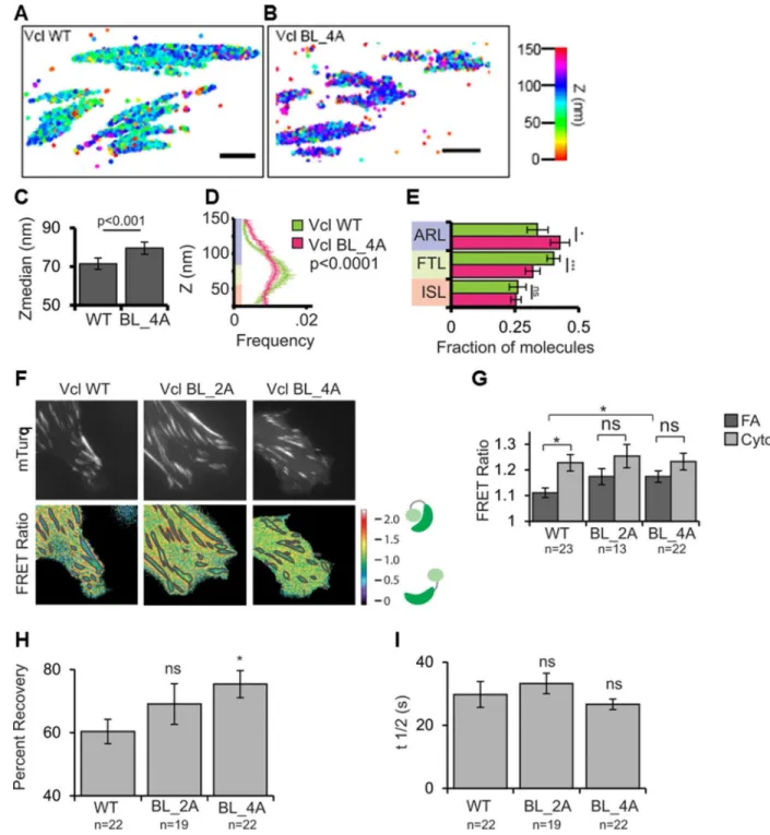 Figure 8. PIP 2 -binding regulates Vcl nano-scale localization, activation, and turnover in FAs (A, B) Representative iPALM renderings for MEFs expressing Vcl WT-tdEos (A) or Vcl  BL_4A–tdEos (B) are shown