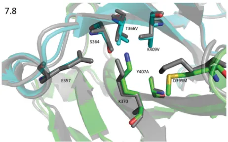 Figure 3. 1.9Å Crystal structure of design 7.8 (green=chain A &amp; cyan=chain B) compared against  the design model (gray)