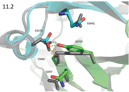 Figure 4. Design Model vs 2.28Å Crystal Structure of Design 11.2