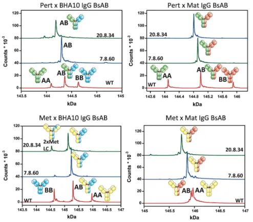 Figure 7. LCMS Traces for four BsAbs constructed using designs 20.8.34 and 7.8.60, compared  against the WT CH3 sequence