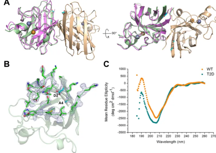 Figure 1. T2D-SOD1 and WT-SOD1 have similar structures in crystals and in solution state (A) Overall ribbon diagram of the T2D-SOD1 homodimer (PDB: 5K02) with Zn 2+  (silver)  and Cu 2+  (golden) shown in spheres