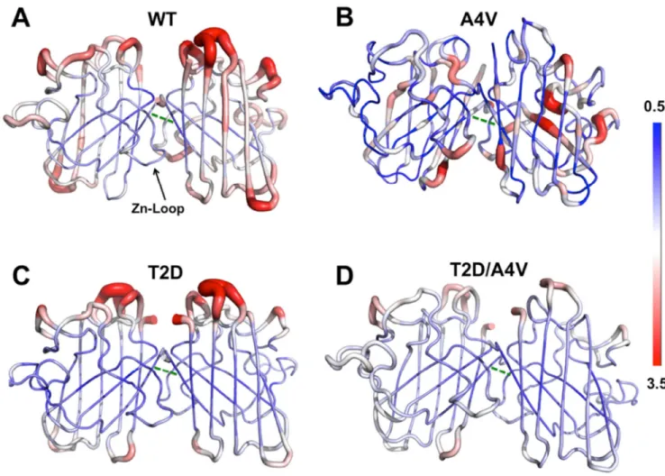 Figure 4. DMD simulation suggests the key interface interactions are disrupted in A4V–SOD1, in  contrast to WT-, T2D- and T2D/A4V–SOD1