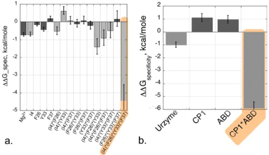 FIG. 8. Energetic coupling between D1 side chains and between domains contribute equally to specificity and catalysis.