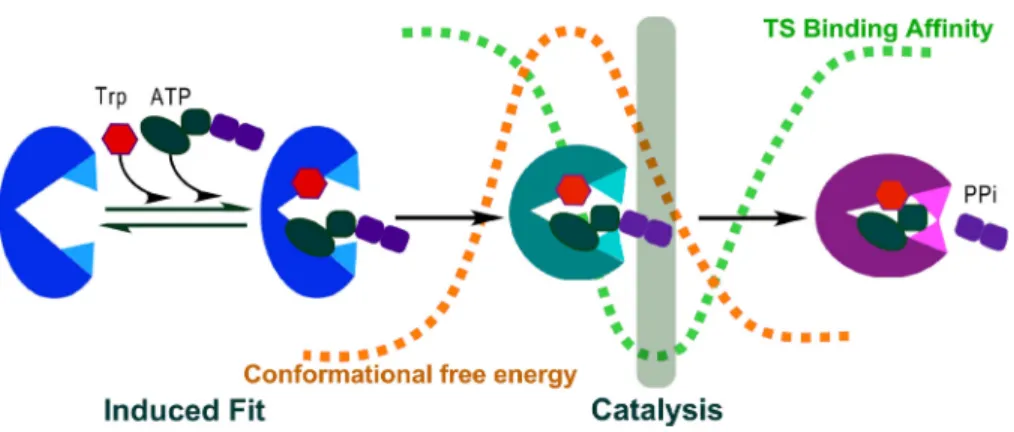 FIG. 11. Conformational coupling renders ATP utilization conditional to domain motion