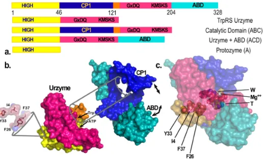 FIG. 1. TrpRS hierarchy of functional modules. (a) Schematic of sequential order of TrpRS modules: Protozyme (yellow), Urzyme, (yellow plus magenta), CP1 (dark blue), and anticodon-binding domain (teal)