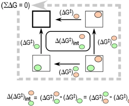FIG. 2. Schematic of a double mutant thermodynamic cycle. The factorial design of this experiment emphasizes measure- measure-ment of the impact of mutation at one site (green ellipse) in the context of mutation at a second site (salmon ellipse)