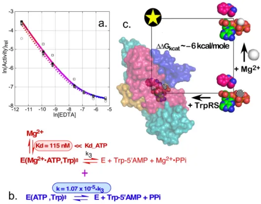 FIG. 3. The TrpRSMg 2þ cycle. (a) Experimental data supporting the conclusion that TrpRS induces a limiting rate acceler- acceler-ation in the absence of Mg 2þ , achieved by adding increasing amounts of EDTA to remove residual metal