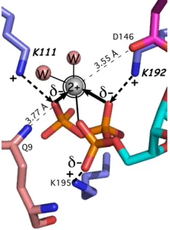 FIG. 4. Coordination of the active-site Mg 2þ involves no protein residues. The metal ion is seen only in TrpRS PreTS crys- crys-tal structures, 32 where it assumes an evidently strained configuration in which distances from each of three phosphate  oxy-ge