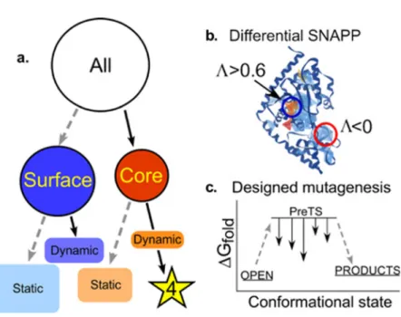 FIG. 5. Identification of dynamic contacts with a two-stage bioinformatics filter. (a) Schematic of sequential identification of dynamic and static, core and surface interactions resulting in the identification of dynamic core residues