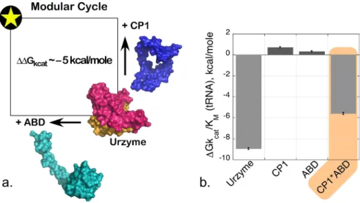 FIG. 7. Modular thermodynamic cycle implicating interdomain coupling. (a) Schematic diagram showing the two-way modular variation; adding either the CP1 or ABD domain to the TrpRS Urzyme