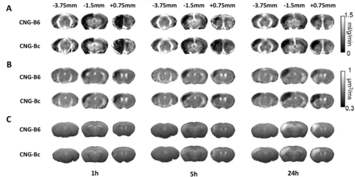 Figure 2. Perfusion and diffusion MRI and T2-weighted images in CNG-B6 and CNG-Bc mice  after permanent MCAo (pMCAo)