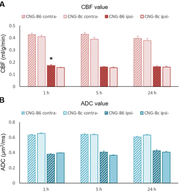 Figure 4. CBF and ADC values in CNG-B6 and CNG-Bc mice