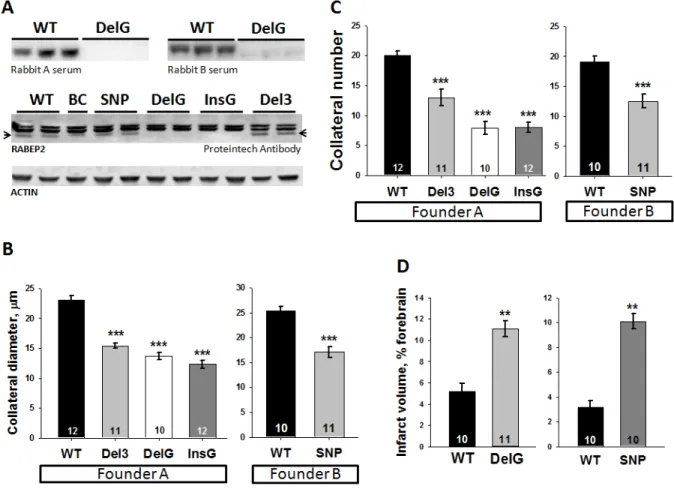Figure 2. A variant in Rabep2 accounts for the difference in collateral extent and infarct volume  attributable to the Dce1 locus