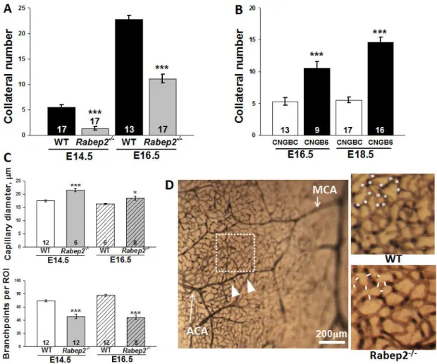 Figure 3. Rabep2 is a major gene in the collaterogenesis pathway that determines collateral  extent in the adult