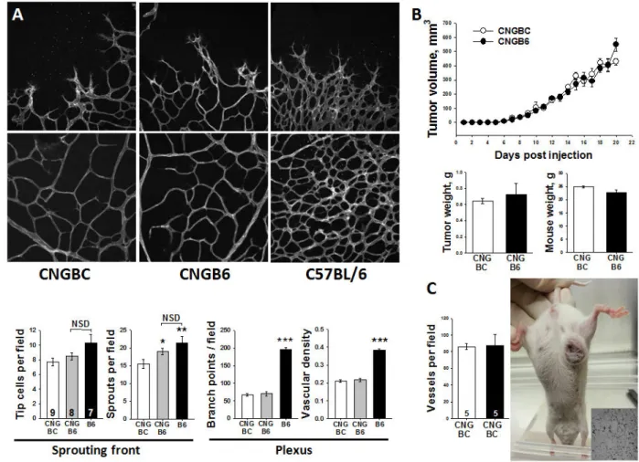 Figure 4. Rabep2 variants do not alter angiogenesis