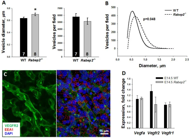 Figure 5. Rabep2 deletion increases early endosome diameter