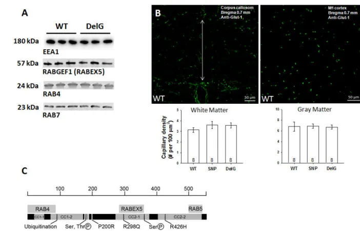 Figure 6. Rabep2 deletion does not change expression of early endosome-associated proteins or  alter capillary density
