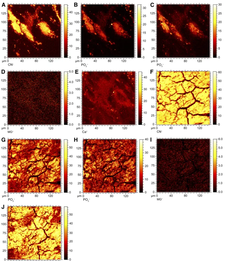 Figure 4. Time-of-flight secondary ion mass spectrometry images of deposited matrix composition after 21 days of culture in complete growth medium (CGM) (A –E) or osteogenic differentiation medium (ODM) (F–J)