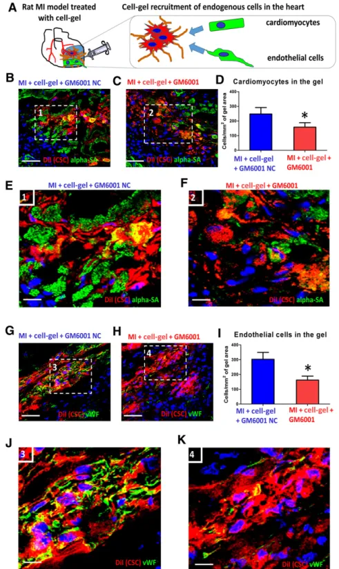 Figure 4. Effects of MMP inhibition on recruitment of endogenous cells to cell-gel. (A): Schematic showing endogenous cell integration with injected cell-gel