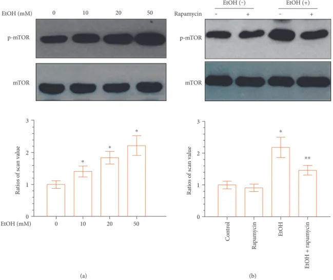 Figure 3: EtOH upregulates mTOR phosphorylation in DPCs in a dose-dependent manner. (a) DPCs were treated with diﬀerent concentrations of EtOH for 24 hours