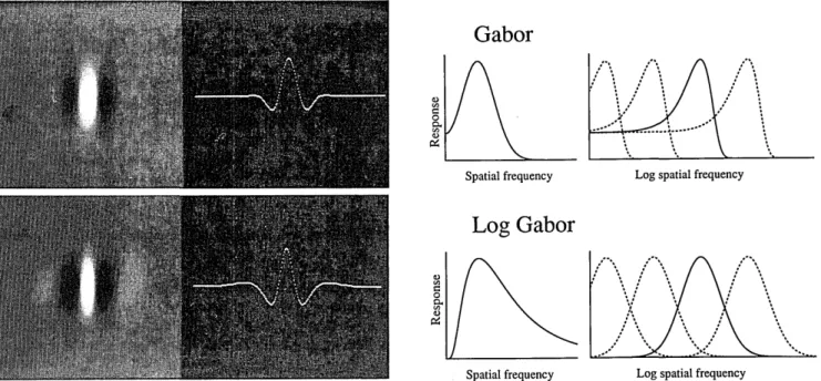 Fig.  14.  Comparison  of the  Gabor  and  the  log  Gabor  functions.  The  far  left-hand  images  show  examples  of the  two  functions  in  their  even symmetric  form  along with  the  response  amplitude  across  the  midline