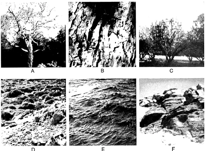 Fig.  6.  Examples  of the  six images  (A-F)  in  this  study.  Each  image  consists  of 256 X 256 pixels  with  256 gray  levels  (8 bits)