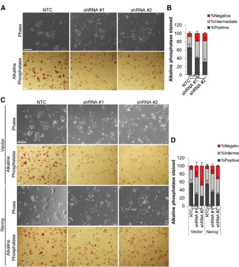 Figure 6. Ability of Increased Nanog Expression to Rescue the Cyrano KD Phenotype