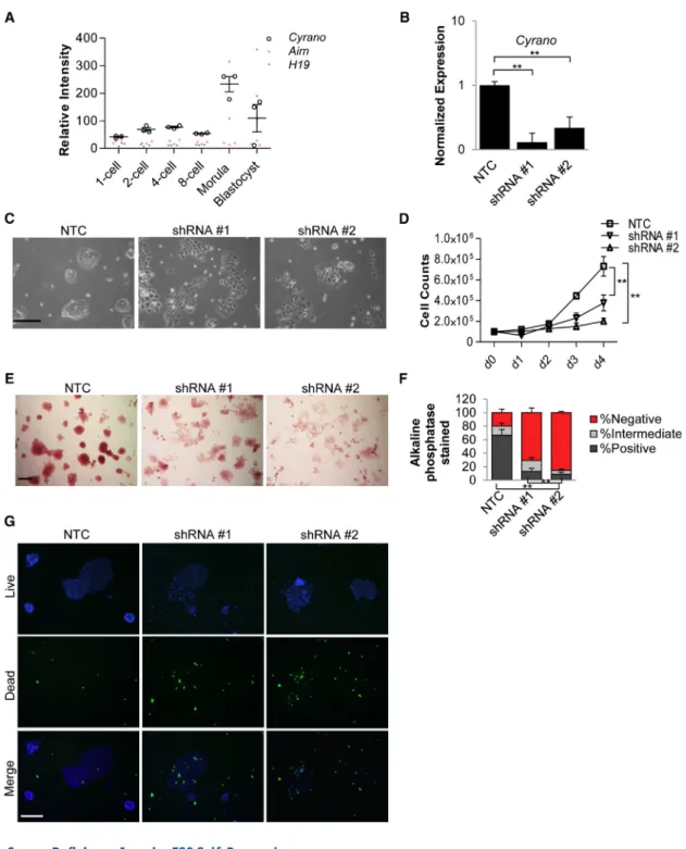 Figure 2. Cyrano Deficiency Impairs ESC Self-Renewal