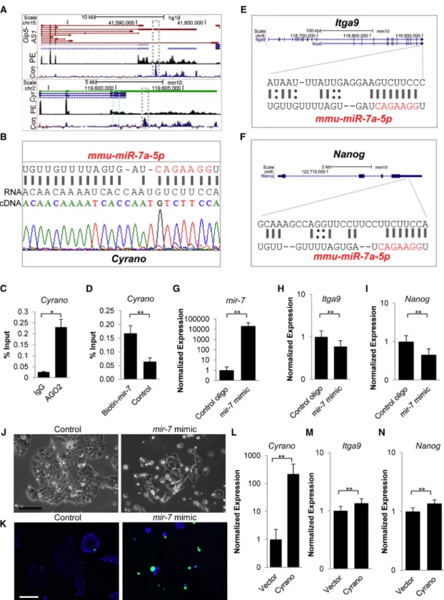 Figure 5. Cyrano Restrains mir-7 Activity to Support ESC Self-Renewal