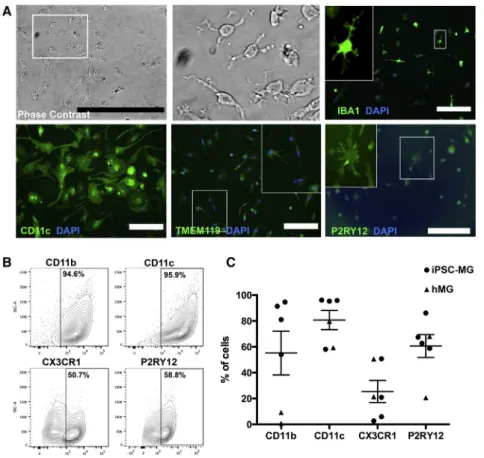Figure 2. Characterization of iPSC-MG (A) Panel of representative images of  iPSC-MG in phase contrast and after  immunofluo-rescent labeling for IBA1, CD11c, TMEM119, and P2RY12