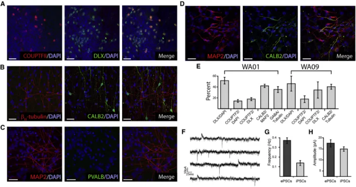 Figure 7. Default Differentiation Produces Functional CGE-like GABAergic Neurons