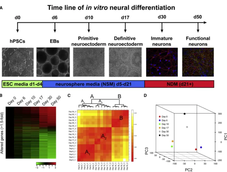 Figure 1A illustrates the experimental paradigm for tran- tran-script analysis during default patterning and neuronal maturation