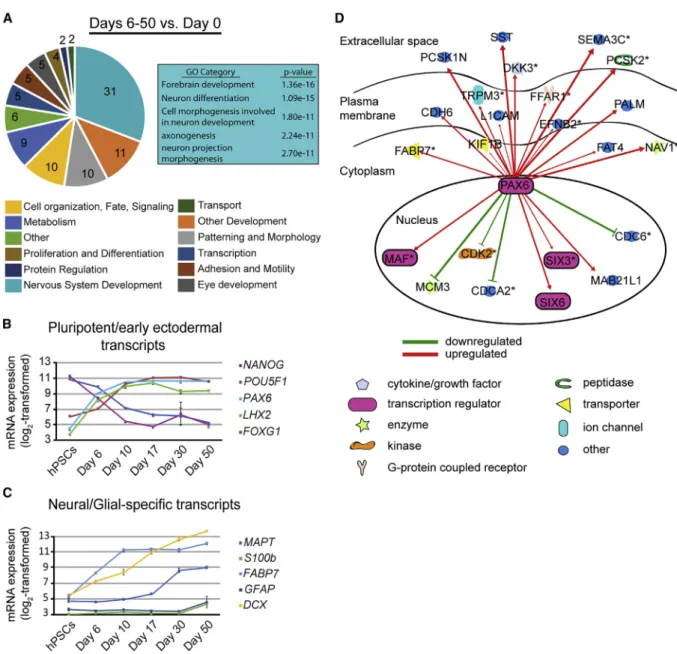 Figure 2. Default Differentiation Results in Highly Enriched Neuroectodermal Patterning