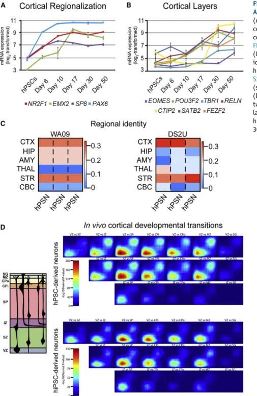 Figure 4. Default Differentiated hPSNs Adopt Pallial and Subpallial Identities (A and B) Plots illustrating expression of cortical regionalization (A) and mature cortical layer-specific transcripts (B; see Figure S2B)