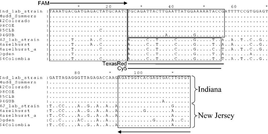 FIG. 1. Nucleotide sequence alignment of a part of the VSV L gene corresponding to nucleotides 7017 to 7131, numbered relative to thesequence with GenBank accession number J02428