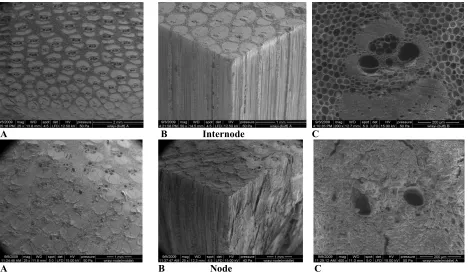 Figure 3:  SEM images of the vascular bundles at internodes and nodes of the G. scortechinii  