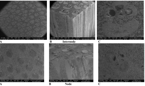 Figure 1:  SEM images of the vascular bundles at internodes and nodes of the G. brang    