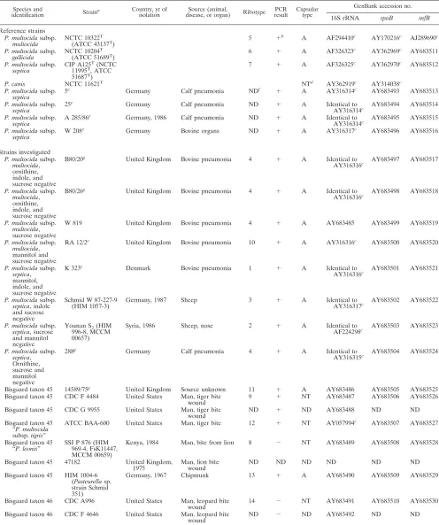 TABLE 1. Strains used for investigation of P. multocida, including isolates from large cats and sucrose-negative variants