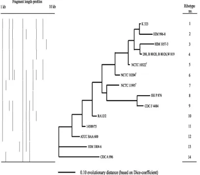 FIG. 1. Genotypic relationships between P. multocidaproﬁles for speciﬁc ribotypes are indicated at the branch tips