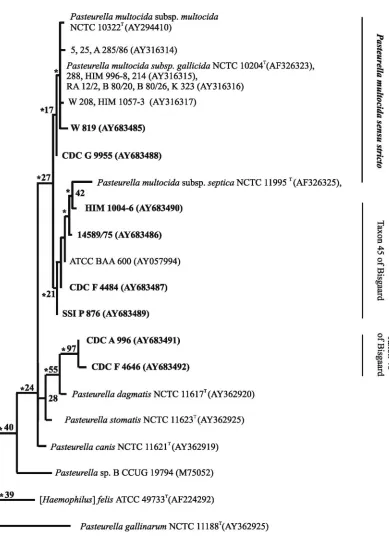 FIG. 2. Phylogenetic relationships between strains of Pasteurella11 additional strains of this taxon (right panel), based on maximum-likelihood analysis of 16S rRNA gene sequences