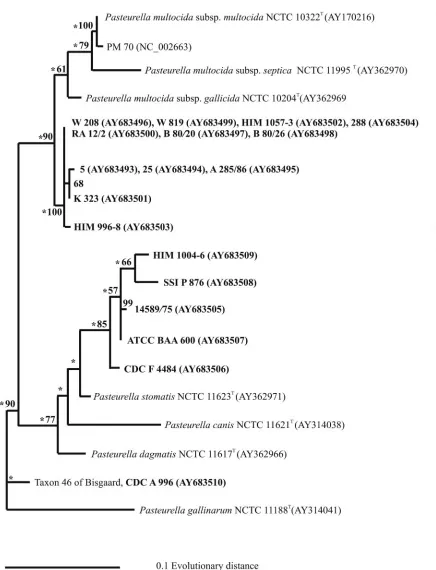 FIG. 3. Phylogenetic relationships between strains of Pasteurellasupport for monophyletic groups by bootstrap analysis is indicated as percentages